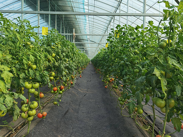 bec2076ff3f7da1c1943694a2be56ca4.png bec2076ff3f7da1c1943694a2be56ca4.png