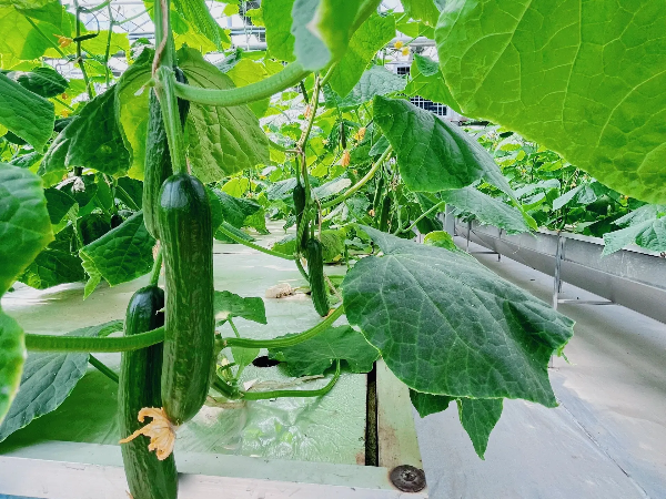 mmexport1743819313115.png mmexport1743819313115.png