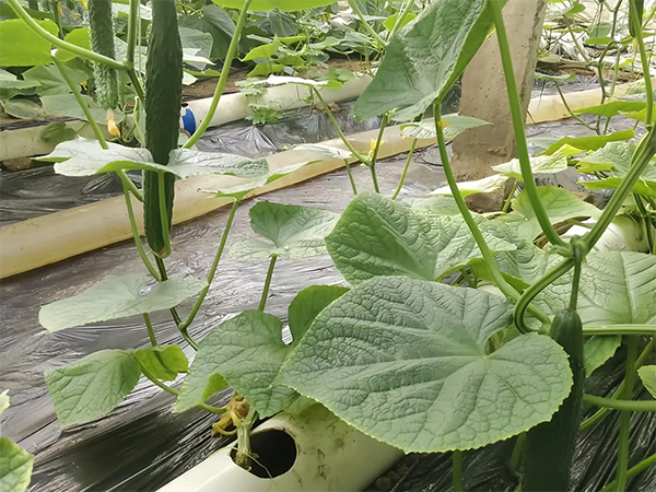 5620b1e44286cd415d6f7457576a317e.png 5620b1e44286cd415d6f7457576a317e.png