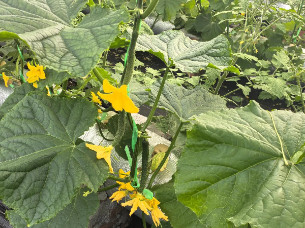 mmexport1743819723426 (1).png mmexport1743819723426 (1).png