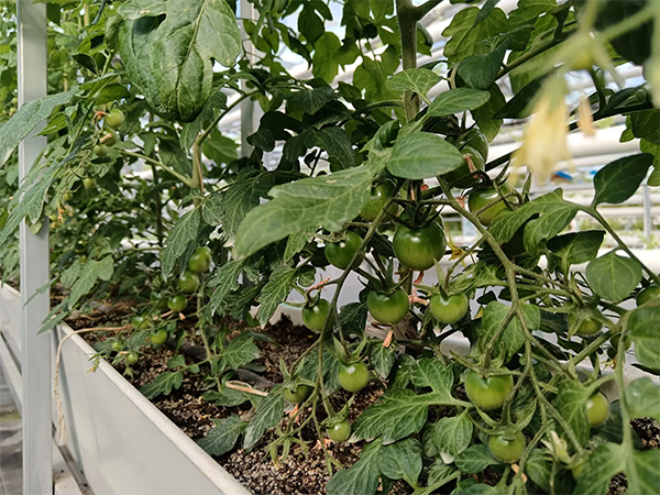 mmexport1743644892415.png mmexport1743644892415.png