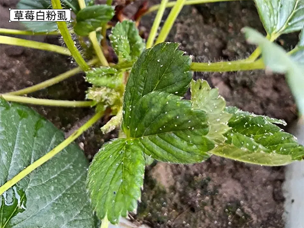 36491acd229d224dddd5746f33c24177 (1).png