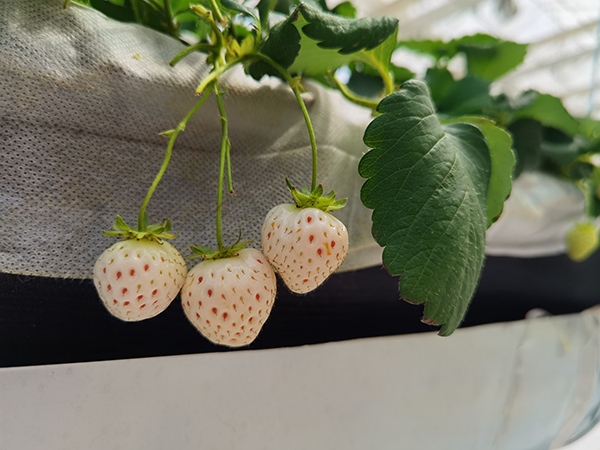 a7f46bdf0a6803b9620779a0ff27a786.png a7f46bdf0a6803b9620779a0ff27a786.png